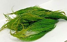 Hornwort ceratophyllum demersu for sale  NEWTON ABBOT