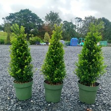 Ilex crenata jenny for sale  LANCASTER
