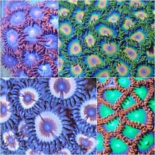 Coral pack frags for sale  NORTHAMPTON