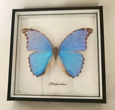 Blue taxidermy butterfly for sale  BRADFORD