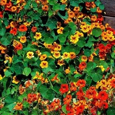 Seeds trailing nasturtium for sale  READING