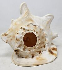 White seashell horned for sale  CHESTER