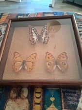 Three butterflies display for sale  ENFIELD