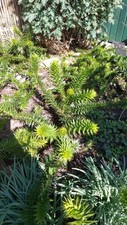 Affenschwanzbaum araucaria aur gebraucht kaufen  Sögel