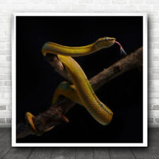 Venomous dark yellow for sale  UK