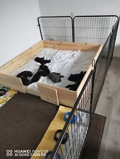 Welpenauslauf gebraucht gebraucht kaufen  Preetz