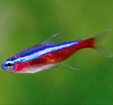 Cardinal tetra nano for sale  Huntington Beach