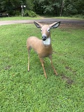 Flambeau. redi doe. for sale  Heber Springs