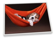 Cute beagle puppy for sale  UK