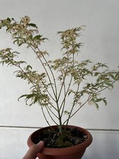 Acero palmato giapponese usato  Caserta