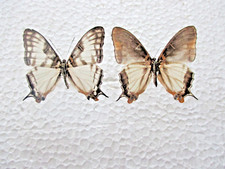 Entomologie nymphalidae cyrest d'occasion  Cuise-la-Motte