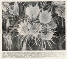 Hawaii cereus night for sale  Lake Villa