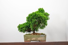 Juniper japanese imported for sale  DERBY