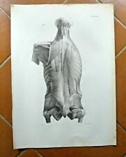 Disegno antico anatomia usato  Cremona