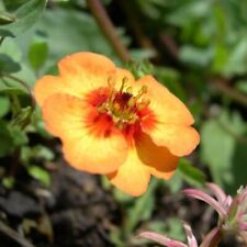 Cinquefoil plug plants for sale  LONDON