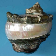 Coquillages turbo marmoratus d'occasion  Agde