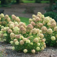 Hydrangea paniculata little for sale  Milton Freewater
