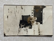 Foto cartão postal de uma criança com dois cachorros i 1620 comprar usado  Enviando para Brazil