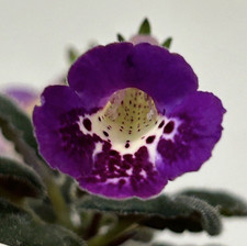 little indoor plant for sale  Summerville