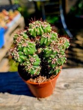Cactus plant 5.5cm for sale  CLACTON-ON-SEA
