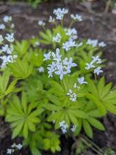 Pflanzen waldmeister galium gebraucht kaufen  Sohland a. d. Spree