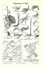 1898 uccelli anatomia usato  Pescara
