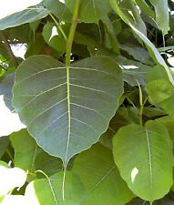 Ficus religiosa arbuste d'occasion  Villemandeur