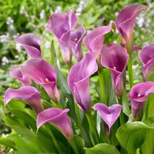 Sale zantedeschia lavender for sale  BRISTOL