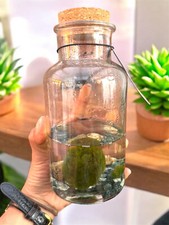 Cladophora marimo moss for sale  HEREFORD