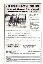 arabian gelding for sale arabian gelding for sale Palm Bay