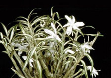 Dendrobium affine moniliforme for sale  Grafton