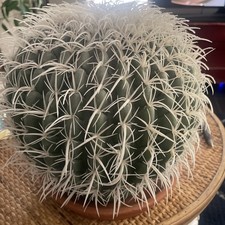 Faux barrel cactus for sale  Phoenix