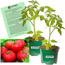 Big boy tomato for sale  Denver