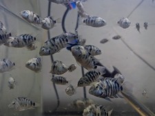 Pack convict cichlids for sale  Green Bay