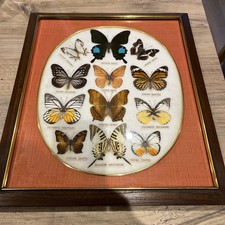 framed butterflies for sale framed butterflies for sale  EASTLEIGH