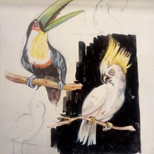 Bozzetto illustrazione natural usato  Torino