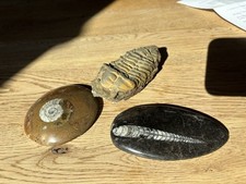 Trilobit marokko devon gebraucht kaufen  Werbach