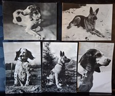 Cartoline cani razza usato  Barletta