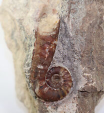 Nautiloid lituites lituus gebraucht kaufen  Weeze