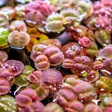 Red root floaters for sale  LONDON