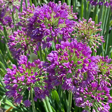 Allium lavender bubbles for sale  UK