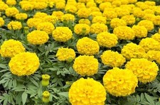 100 yellow crackerjack for sale  Marshville