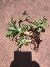 Agave pups eager for sale  Del Mar