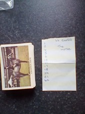 Horse anglo american for sale  TELFORD