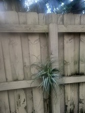 nice decorative plant for sale nice decorative plant for sale Wellington