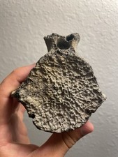 Fossilized cetacean vertebrae for sale  Hollywood