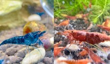 Neocaridina cherry blue for sale  Ingleside