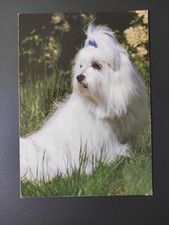 Malteser hundepostkarte ak gebraucht kaufen  Borna