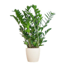 Zamioculcas zamiifolia glücks gebraucht kaufen  Düsseldorf