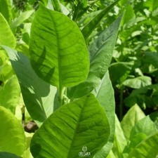 Tytoń turecki 300+ SZTUK świeże nasiona, Nicotiana tabacum, Nasiona tytoniu do roślin na sprzedaż  PL
